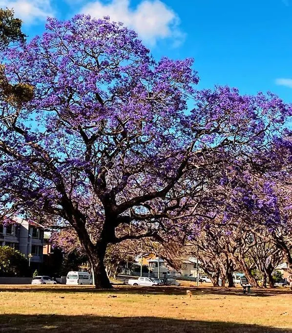 Artistic Queenslander With Park Views - Near City! Brisbane